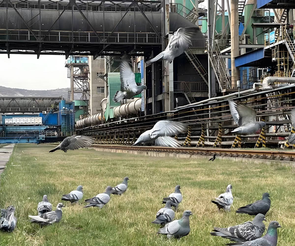 Industrielle Harmonie: Tauben auf grünem Gras